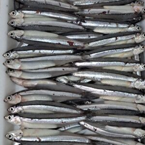 Frozen Anchovy