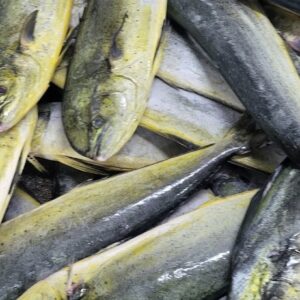 Frozen Mahi Mahi Fillet Skin on size 3.5- 5up bls